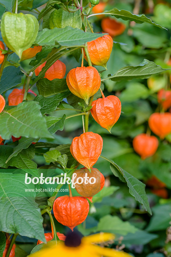 593154 - Chinese lantern (Physalis alkekengi var. franchetii)