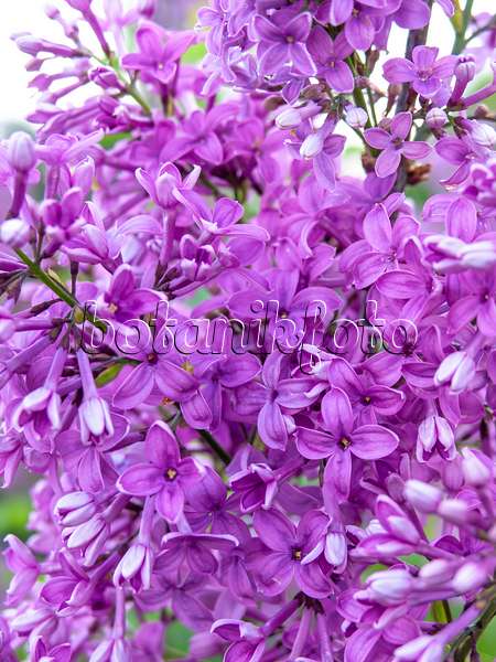 437365 - Chinese lilac (Syringa x chinensis)