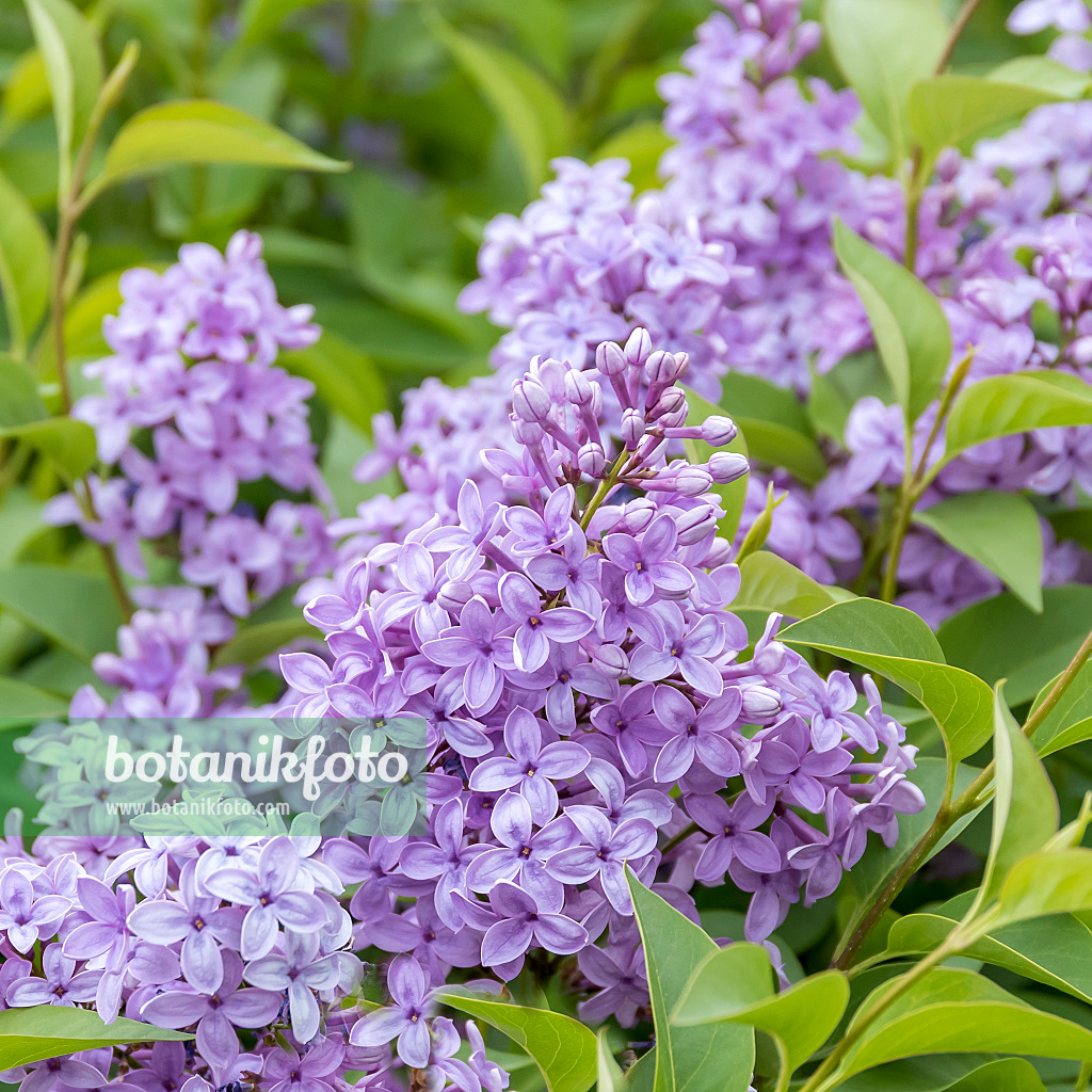 638359 - Chinese lilac (Syringa x chinensis 'Saugeana')