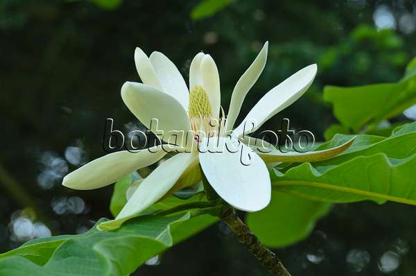 496058 - Chinese magnolia (Magnolia officinalis var. biloba)