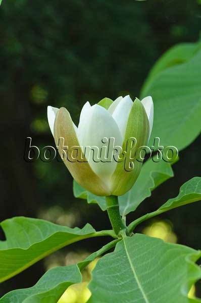 496059 - Chinese magnolia (Magnolia officinalis var. biloba)