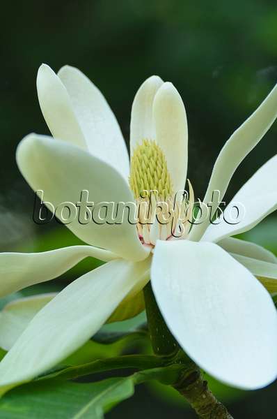496060 - Chinese magnolia (Magnolia officinalis var. biloba)