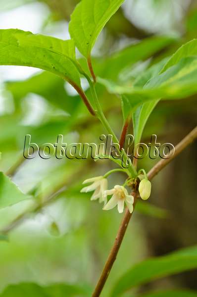 520115 - Chinese magnolia vine (Schisandra chinensis)
