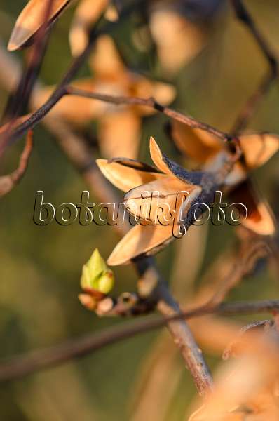 530018 - Chinese magnolia vine (Schisandra chinensis)