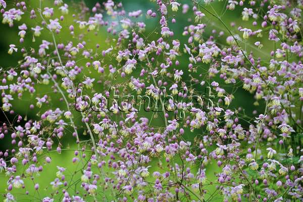 429222 - Chinese meadow rue (Thalictrum delavayi)