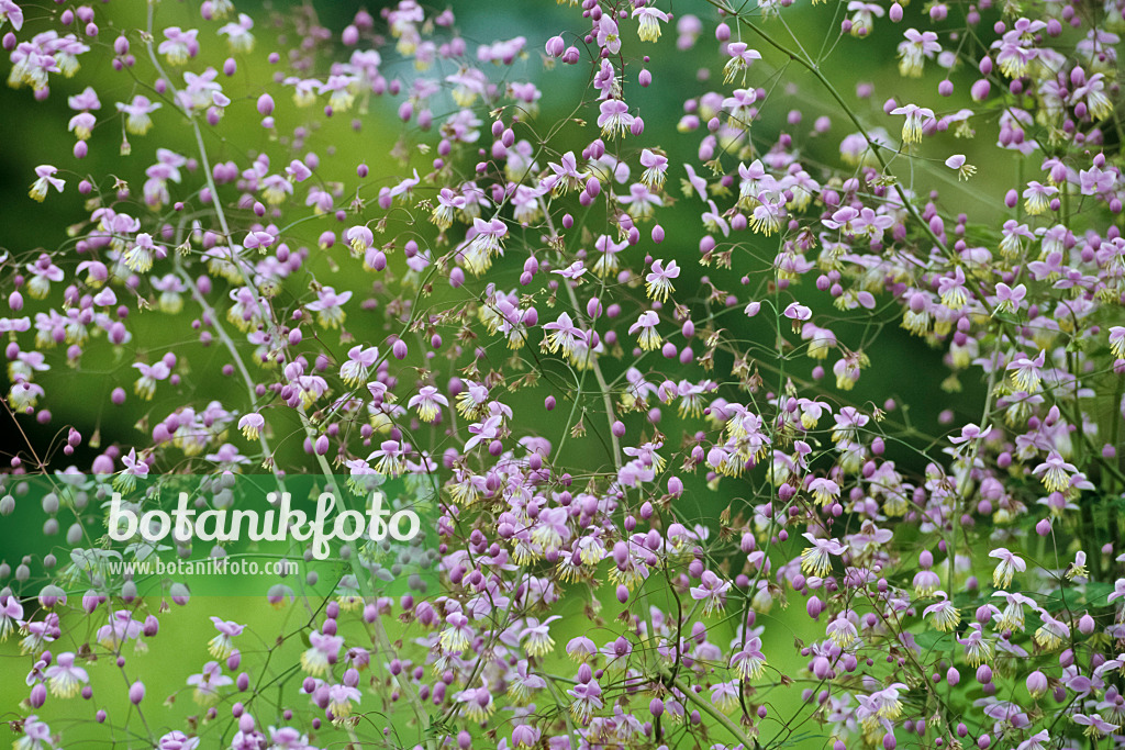 429222 - Chinese meadow rue (Thalictrum delavayi)