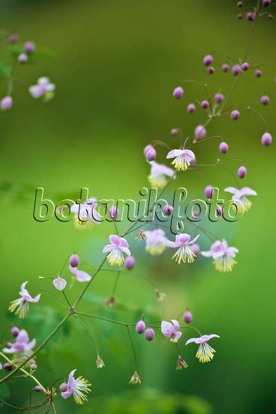 429224 - Chinese meadow rue (Thalictrum delavayi)