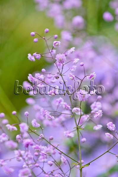 524178 - Chinese meadow rue (Thalictrum delavayi 'Hewitt's Double')