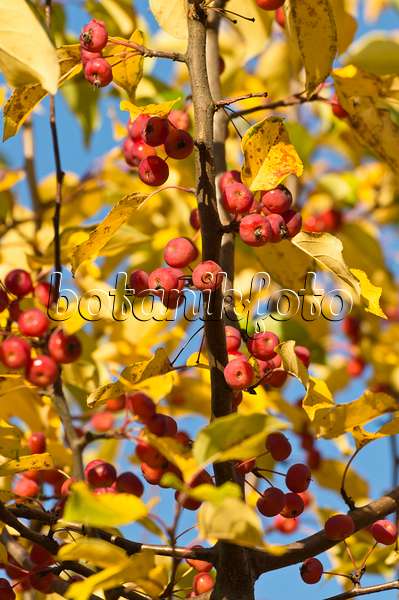513063 - Chinese pearleaf crab apple (Malus asiatica)