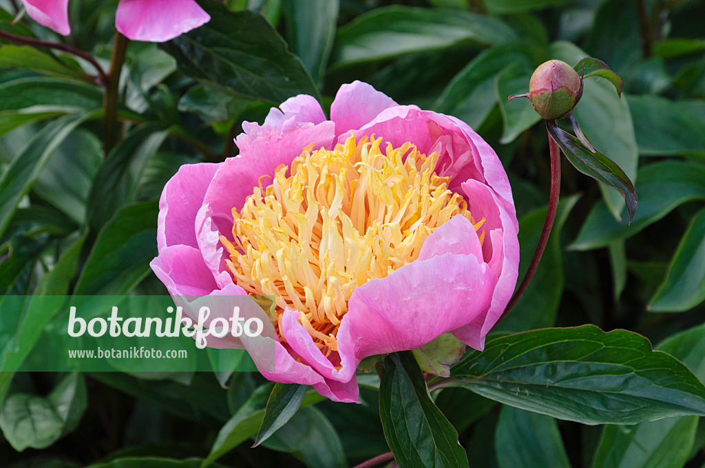 472406 - Chinese peony (Paeonia lactiflora 'Alstead')