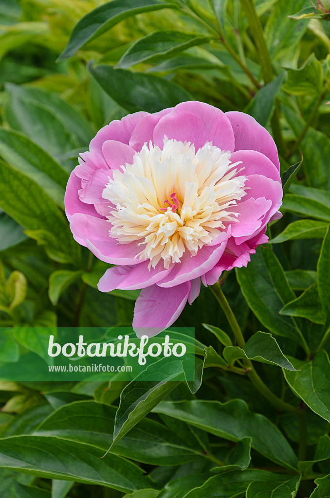 496372 - Chinese peony (Paeonia lactiflora 'Bowl of Beauty')