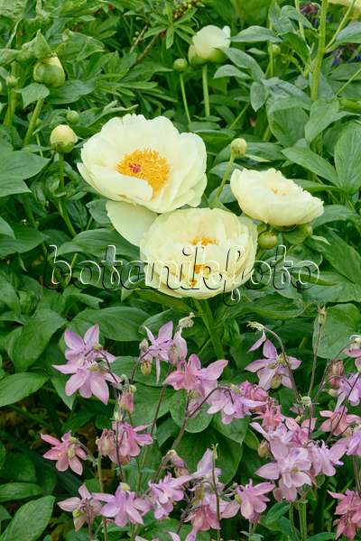 556061 - Chinese peony (Paeonia lactiflora 'Lemon Chiffon') and columbines (Aquilegia)