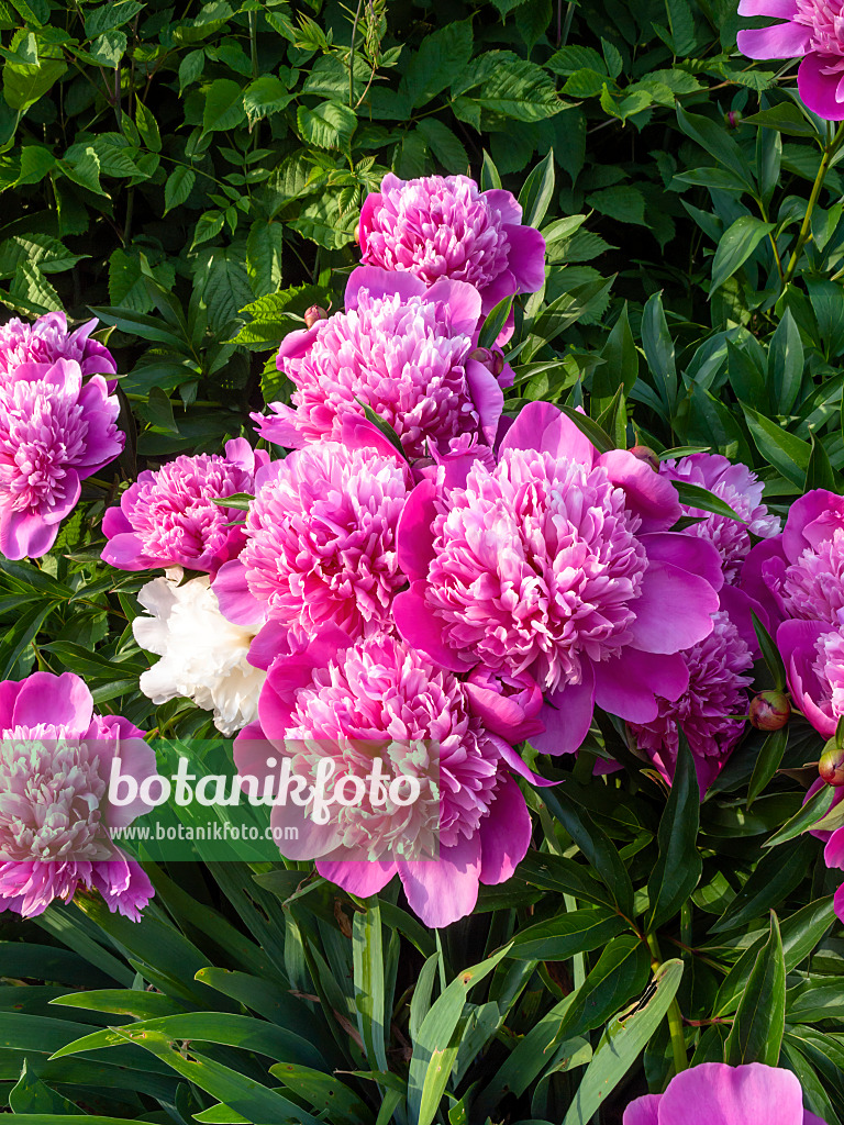 461022 - Chinese peony (Paeonia lactiflora 'Madame Furtado')