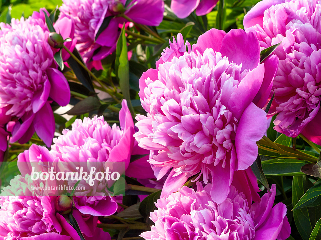 461023 - Chinese peony (Paeonia lactiflora 'Madame Furtado')