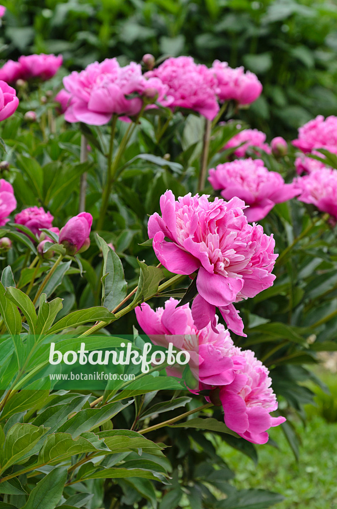 496341 - Chinese peony (Paeonia lactiflora 'Modeste Guérin')