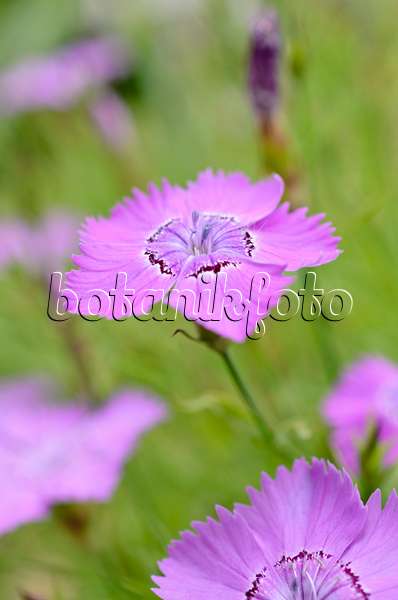 508440 - Chinese pink (Dianthus chinensis)