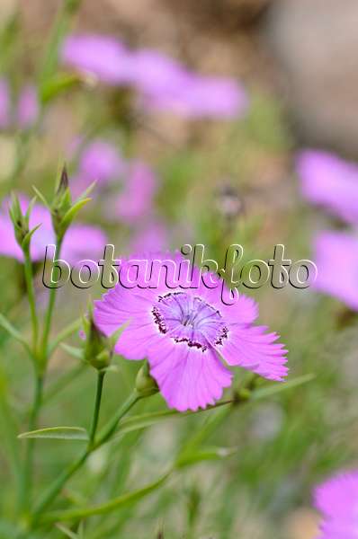 508441 - Chinese pink (Dianthus chinensis)