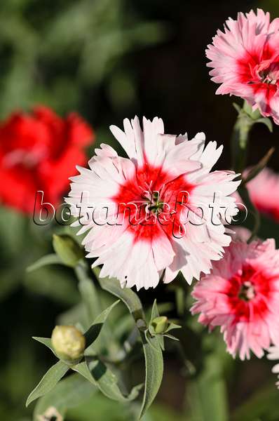 523015 - Chinese pink (Dianthus chinensis 'Snowfire')