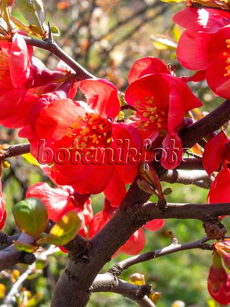 412012 - Chinese quince (Chaenomeles speciosa 'Semperflorens')