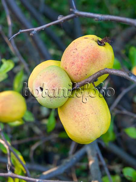 429025 - Chinese quince (Chaenomeles speciosa)