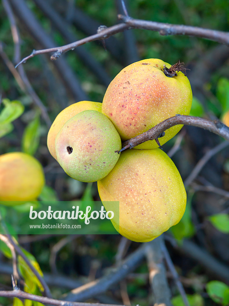 429025 - Chinese quince (Chaenomeles speciosa)