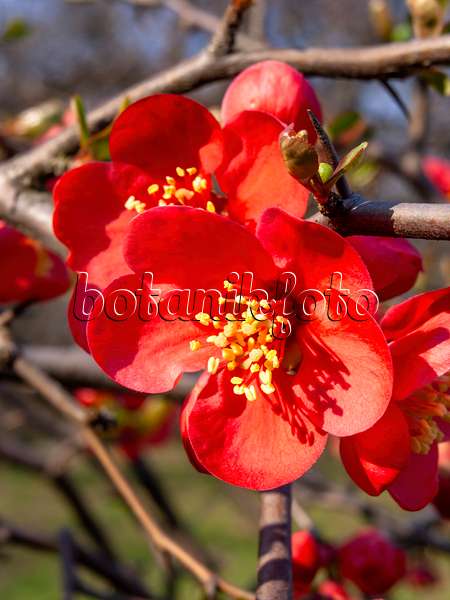 447040 - Chinese quince (Chaenomeles speciosa 'Semperflorens')