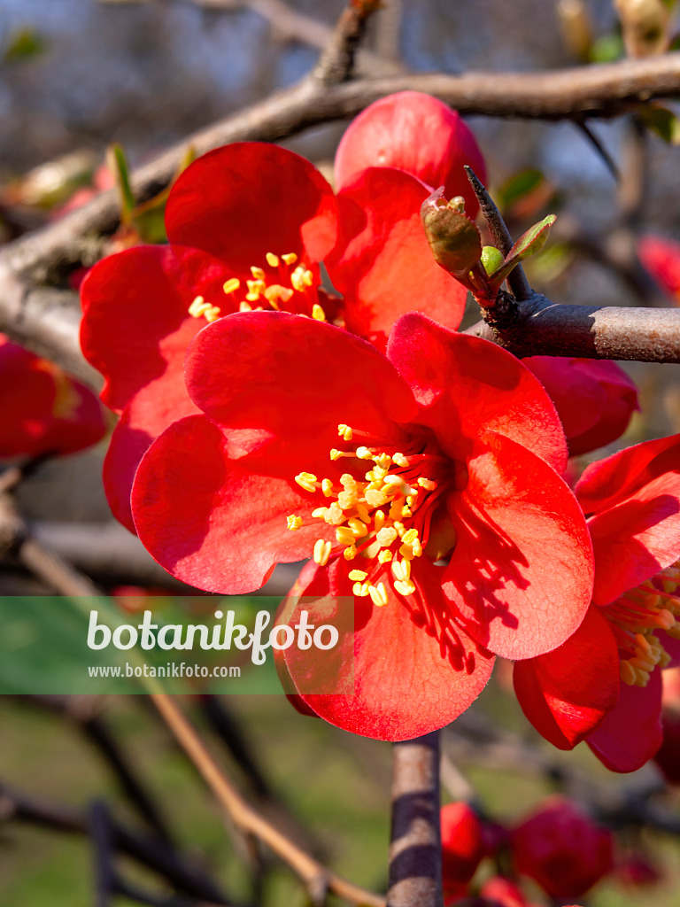 447040 - Chinese quince (Chaenomeles speciosa 'Semperflorens')