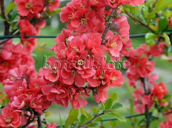 471373 - Chinese quince (Chaenomeles speciosa)