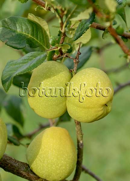 547104 - Chinese quince (Chaenomeles speciosa)