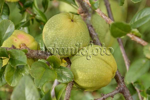 547105 - Chinese quince (Chaenomeles speciosa)