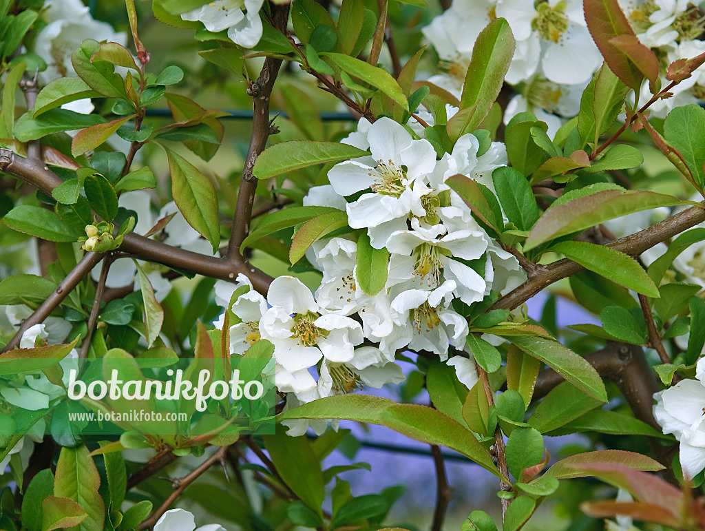 517155 - Chinese quince (Chaenomeles speciosa 'Nivalis')