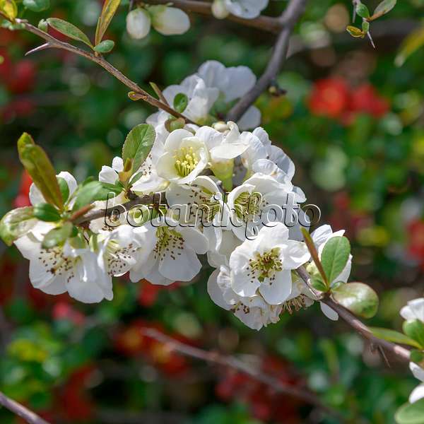 607024 - Chinese quince (Chaenomeles speciosa 'Nivalis')