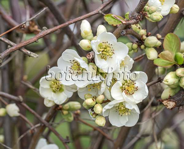 651165 - Chinese quince (Chaenomeles speciosa 'Nivalis')