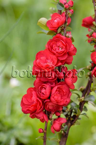 593048 - Chinese quince (Chaenomeles speciosa 'Scarlet Storm')