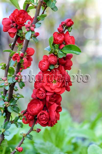 593049 - Chinese quince (Chaenomeles speciosa 'Scarlet Storm')