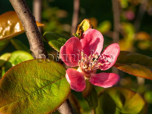 448021 - Chinese quince (Pseudocydonia sinensis syn. Chaenomeles sinensis)