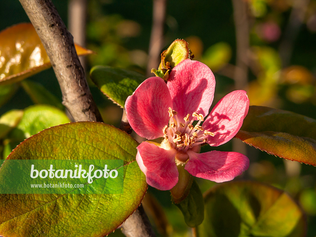 448021 - Chinese quince (Pseudocydonia sinensis syn. Chaenomeles sinensis)