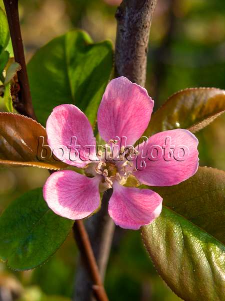 448022 - Chinese quince (Pseudocydonia sinensis syn. Chaenomeles sinensis)