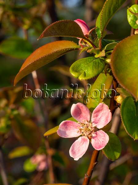 448023 - Chinese quince (Pseudocydonia sinensis syn. Chaenomeles sinensis)