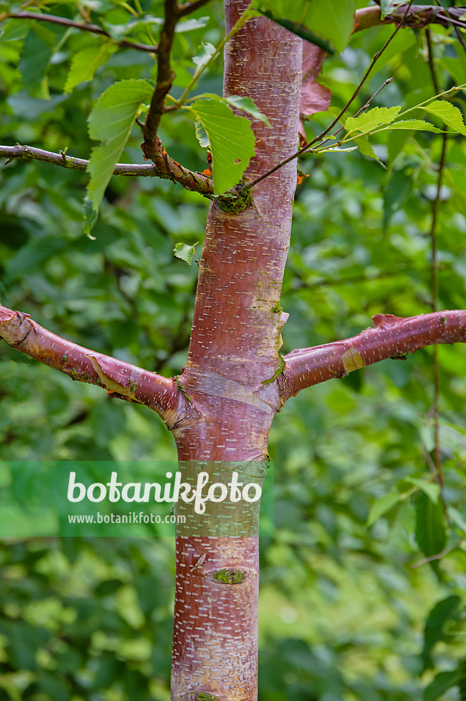 593035 - Chinese red birch (Betula albosinensis 'Alnarp')