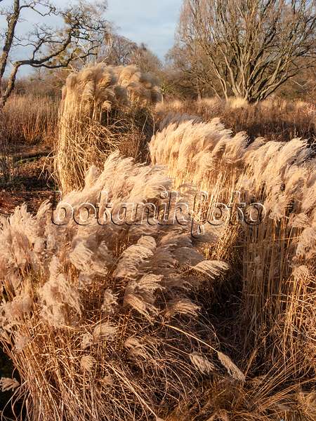 408014 - Chinese silver grass (Miscanthus sinensis)