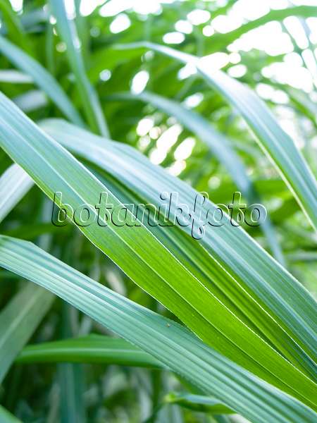 415051 - Chinese silver grass (Miscanthus sinensis)