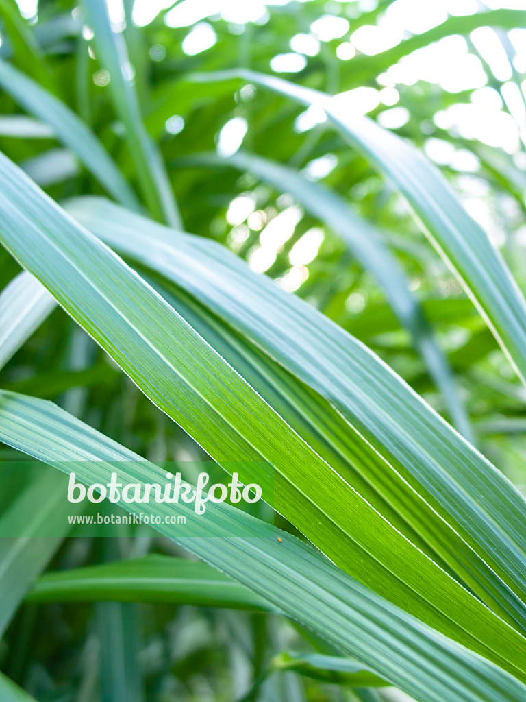 415051 - Chinese silver grass (Miscanthus sinensis)