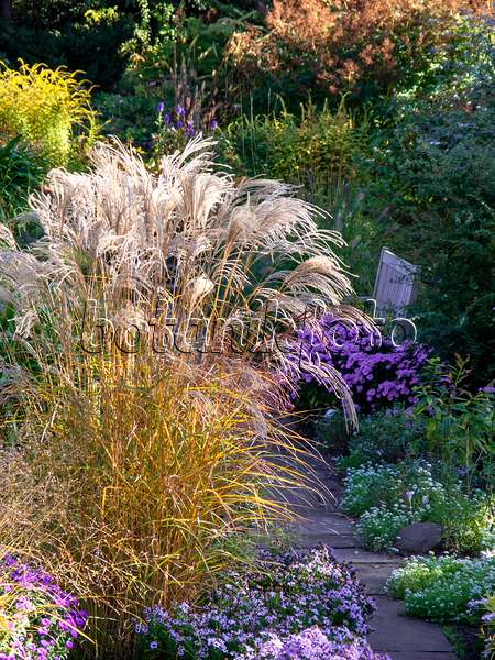 430207 - Chinese silver grass (Miscanthus sinensis 'Flamingo')