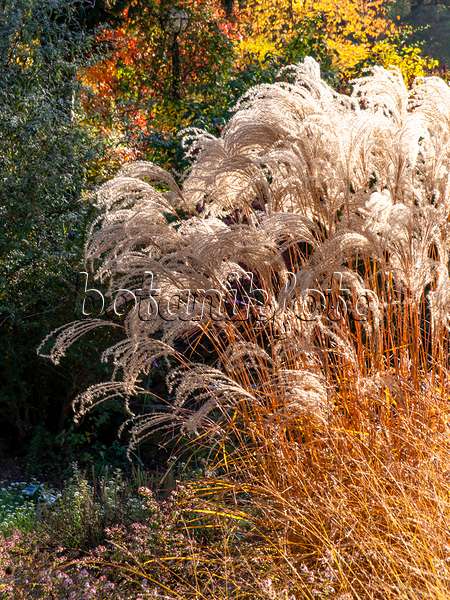 431041 - Chinese silver grass (Miscanthus sinensis 'Flamingo')