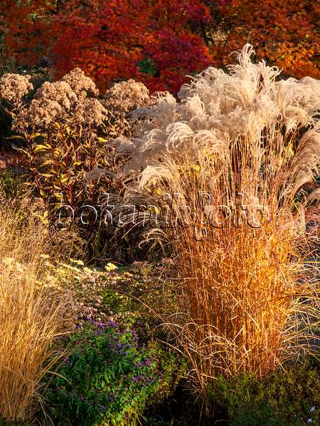 431053 - Chinese silver grass (Miscanthus sinensis 'Flamingo')