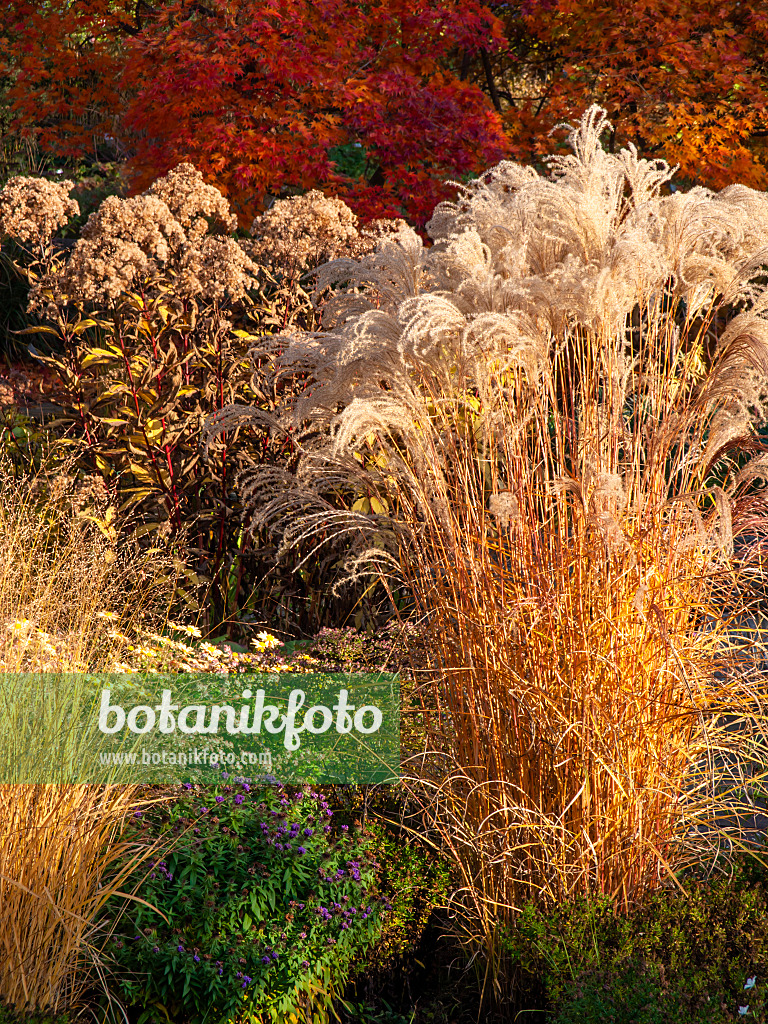 431053 - Chinese silver grass (Miscanthus sinensis 'Flamingo')