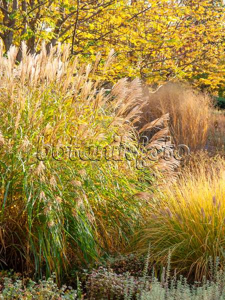 442131 - Chinese silver grass (Miscanthus sinensis)