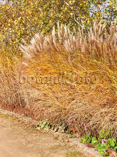 465161 - Chinese silver grass (Miscanthus sinensis)