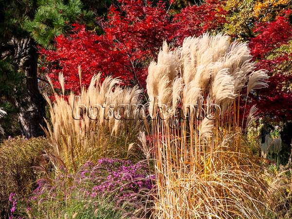 465269 - Chinese silver grass (Miscanthus sinensis)